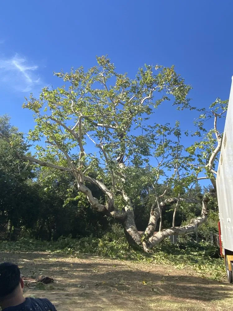 Trusted outdoor landscaping in Fallbrook, CA - Eusebio Tree Services and Landscape