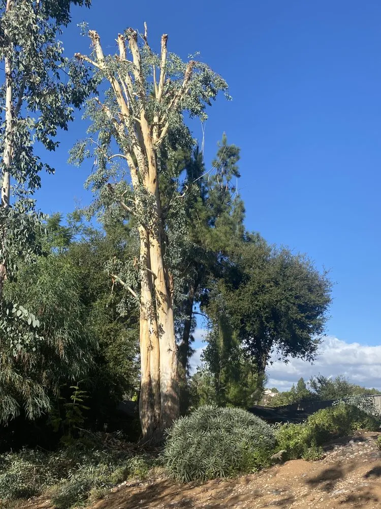 Local residential landscaping in Fallbrook, CA - Eusebio Tree Services and Landscape