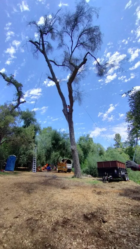 Expert lawn care service in Fallbrook, CA - Eusebio Tree Services and Landscape
