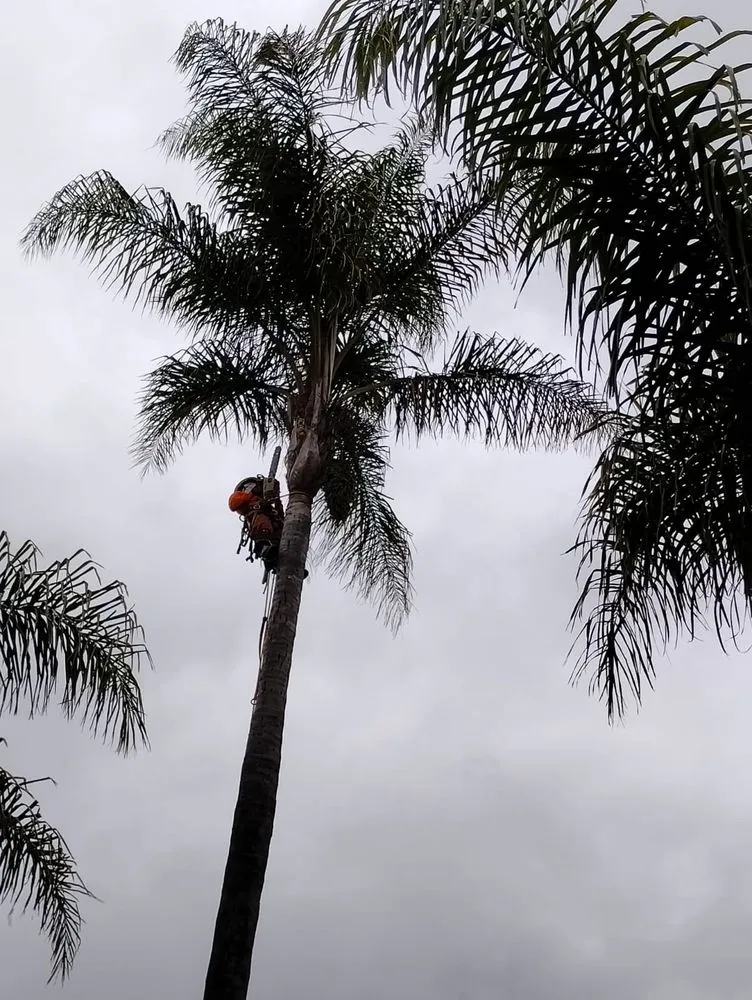 Local lawn mowing service for outdoor upgrades in Fallbrook, CA by Eusebio Tree Services and Landscape