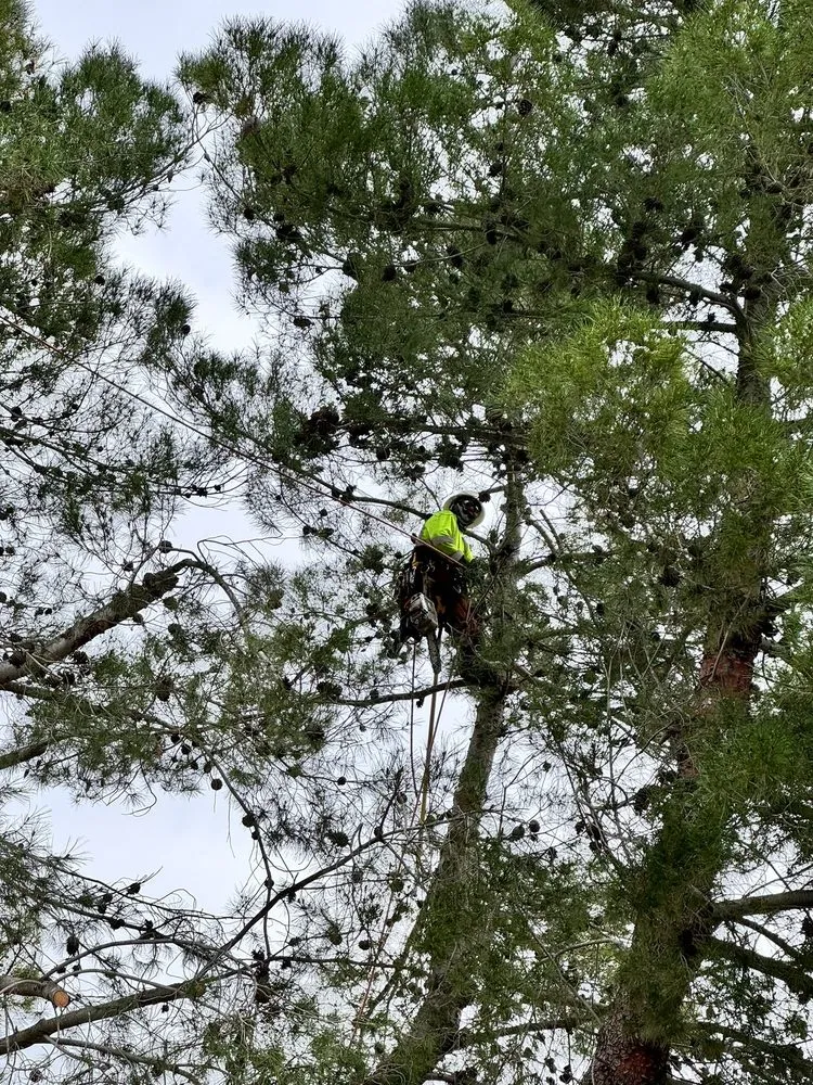 Expert yard cleanup service near you in Fallbrook, CA by Eusebio Tree Services and Landscape