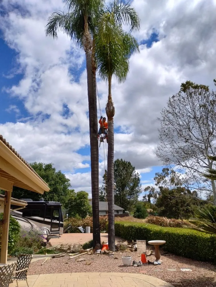 Affordable lawn care service for residential properties across Fallbrook, CA - Eusebio Tree Services and Landscape
