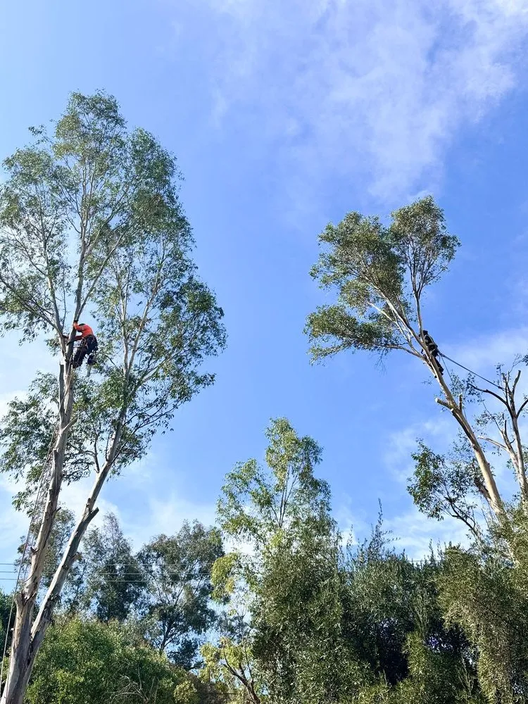 Local landscaping services with custom design across Fallbrook, CA - Eusebio Tree Services and Landscape