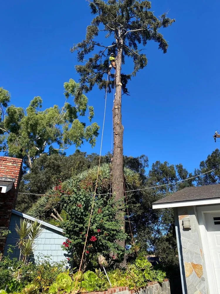 Professional lawn care service with custom design across Fallbrook, CA - Eusebio Tree Services and Landscape