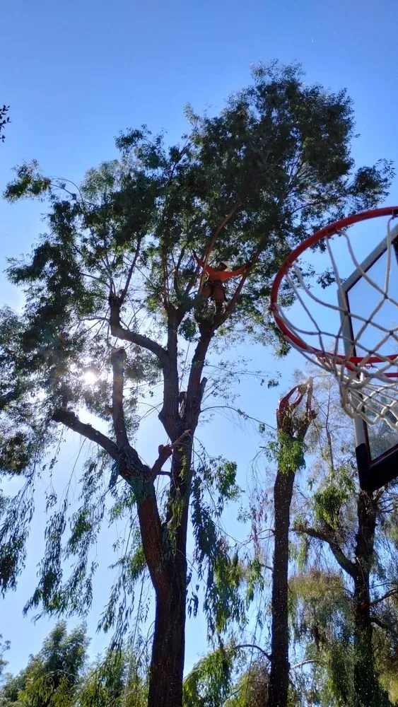 Trusted lawn care service in Fallbrook, CA by Eusebio Tree Services and Landscape