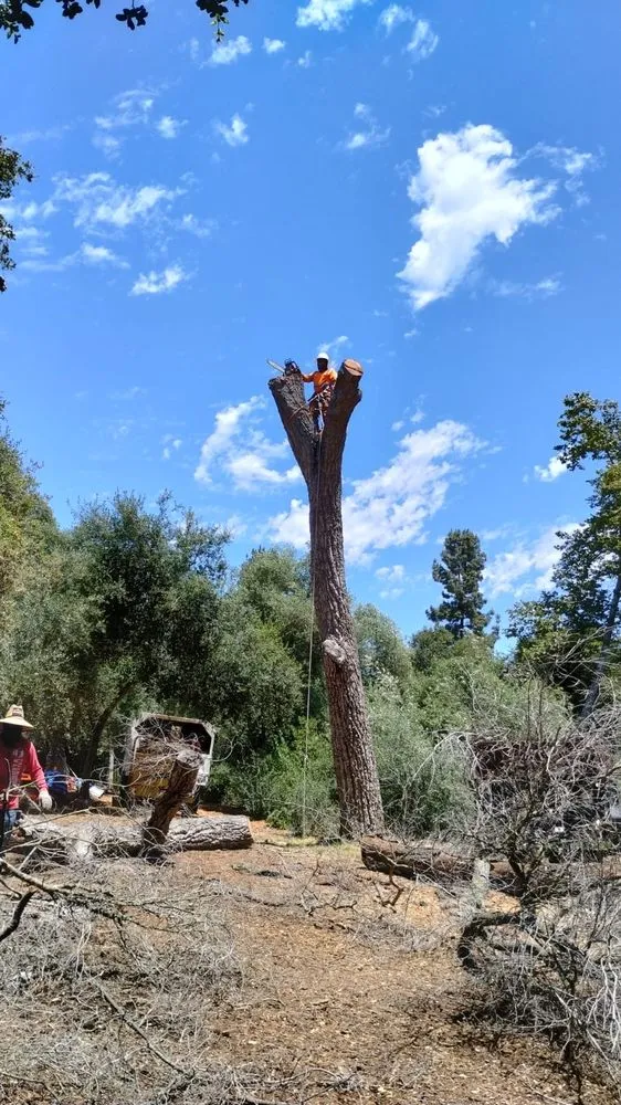 Top-rated outdoor landscaping in Fallbrook, CA - Eusebio Tree Services and Landscape