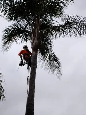 Eusebio Tree Services and Landscape Logo