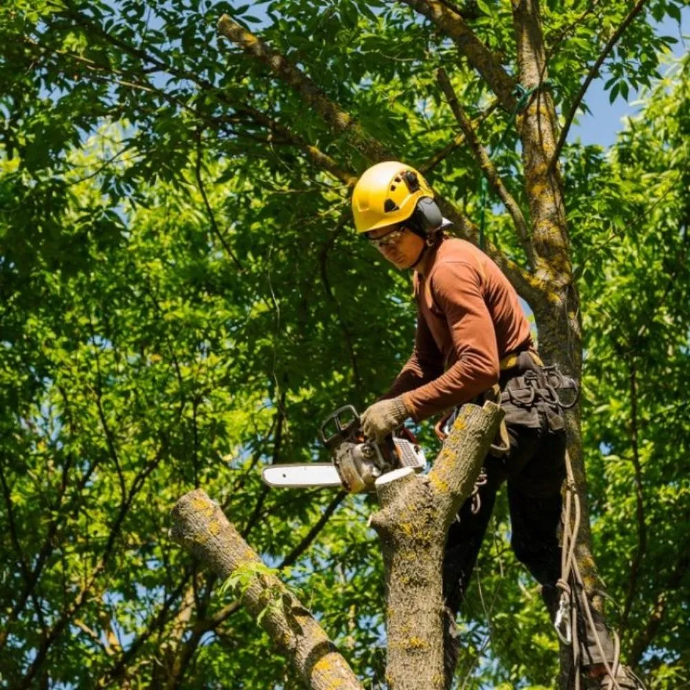 Affordable yard maintenance for residential properties in Ewa Beach, HI by E&V Landscaping
