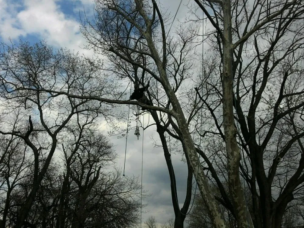 Expert residential landscaping experts serving Apalachin, NY - EV Tree & Landscaping