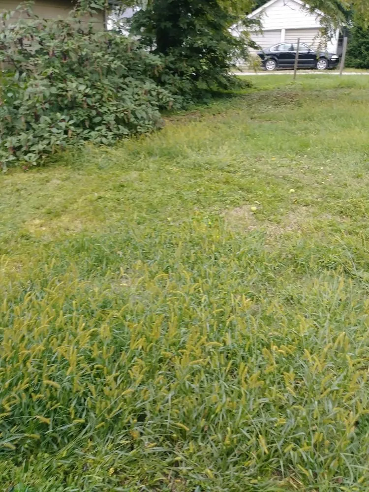 Expert lawn care service with custom design in Streator, IL by Evans Landscaping and Removal