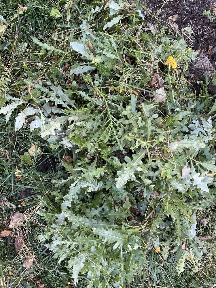 Local yard cleanup service for year-round maintenance across Mason, OH - Evan's Landscaping