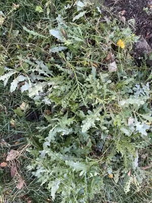 Evan's Landscaping Logo