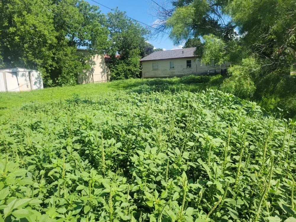 Local landscaping services for year-round maintenance across Abilene, TX - Evan's Lawn Service