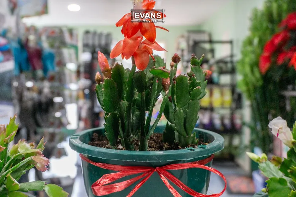 Top-rated garden landscaping for year-round maintenance across Bartlesville, OK - Evans Nursery