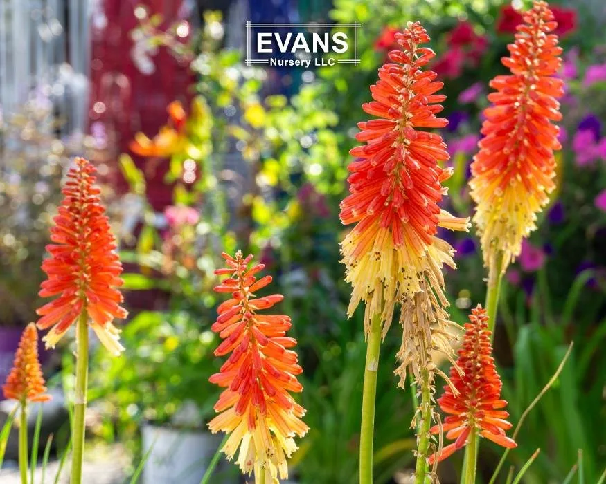 Professional landscaping services near you across Bartlesville, OK - Evans Nursery