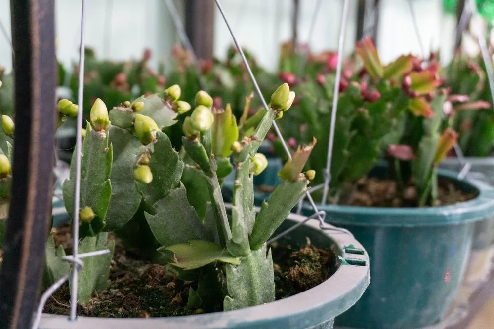 Top-rated yard cleanup service in Bartlesville, OK by Evans Nursery