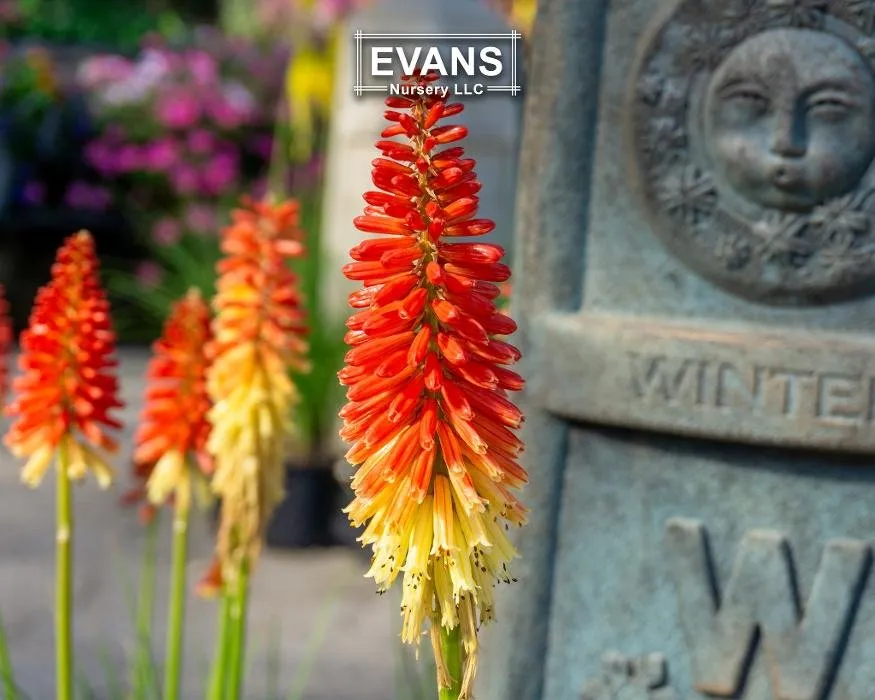 Local garden landscaping for residential properties in Bartlesville, OK by Evans Nursery