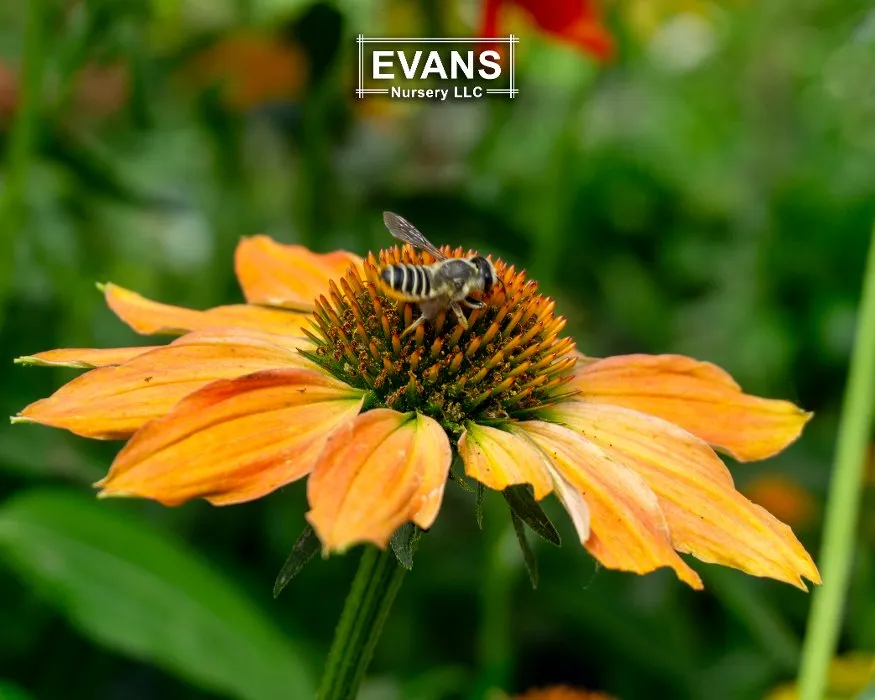 Reliable garden landscaping for year-round maintenance in Bartlesville, OK by Evans Nursery