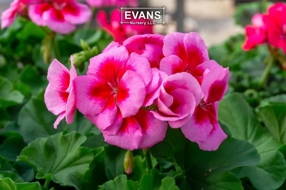 Top-rated yard maintenance in Bartlesville, OK by Evans Nursery
