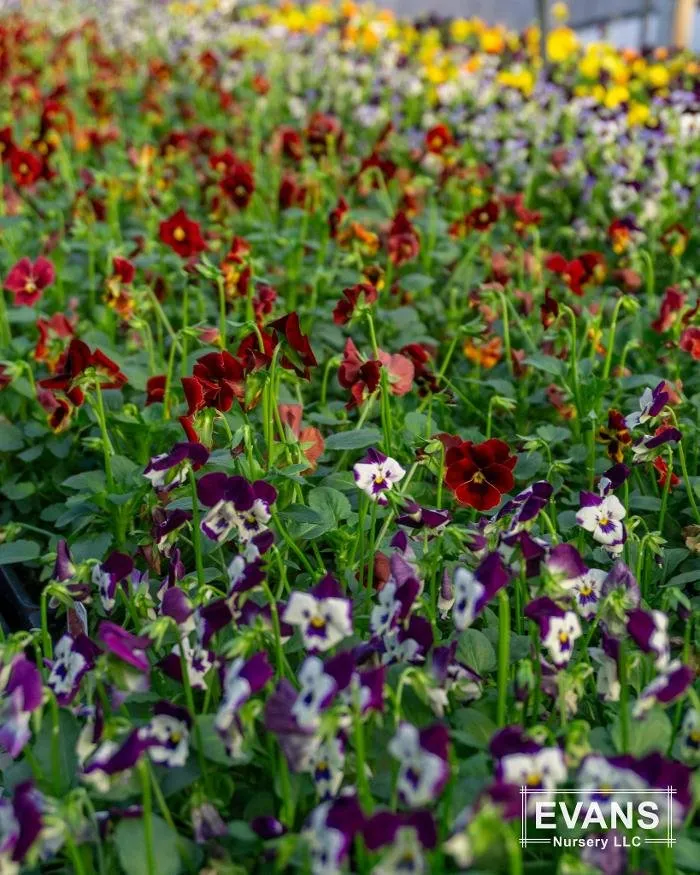 Custom landscape design in Bartlesville, OK by Evans Nursery