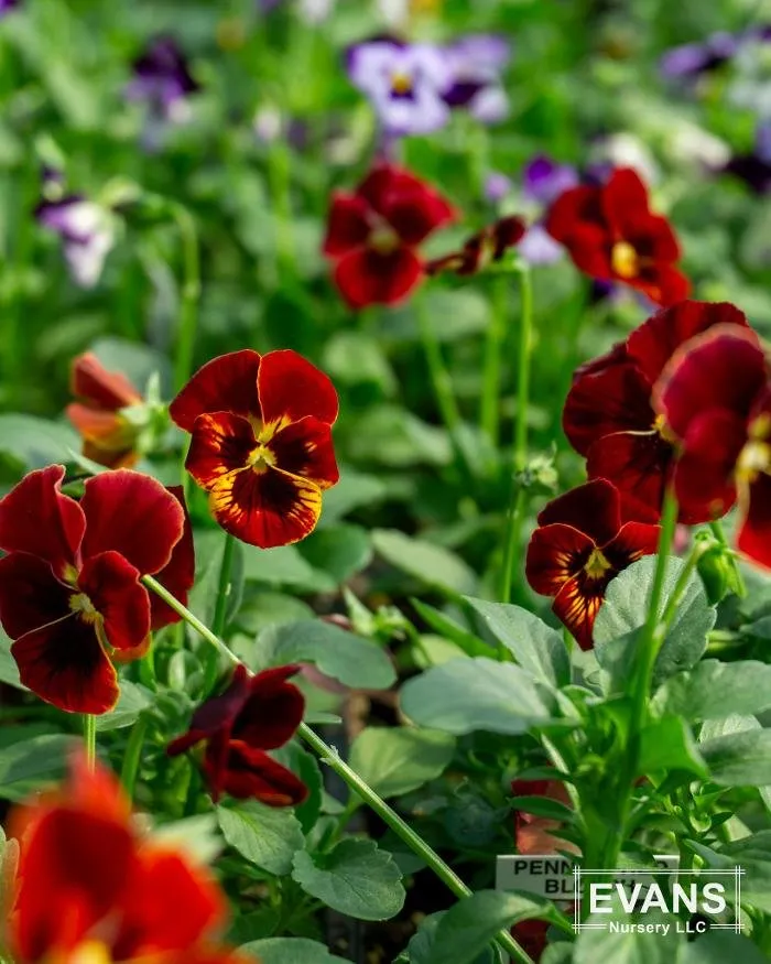 Local lawn care service in Bartlesville, OK by Evans Nursery