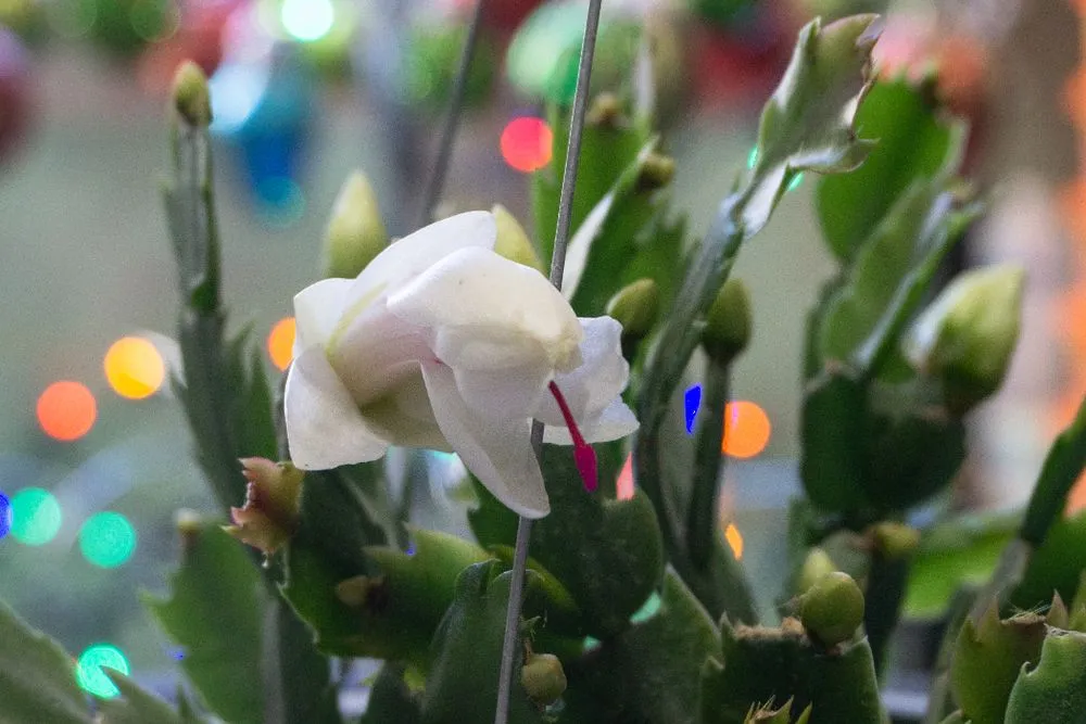 Local garden landscaping experts serving Bartlesville, OK - Evans Nursery