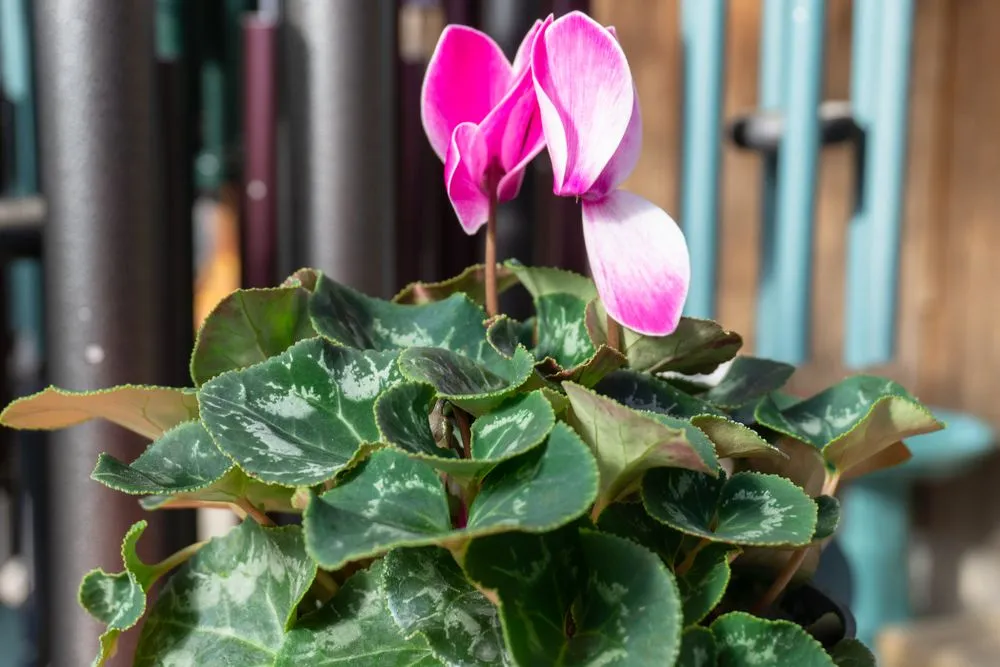 Affordable yard cleanup service for residential properties in Bartlesville, OK by Evans Nursery