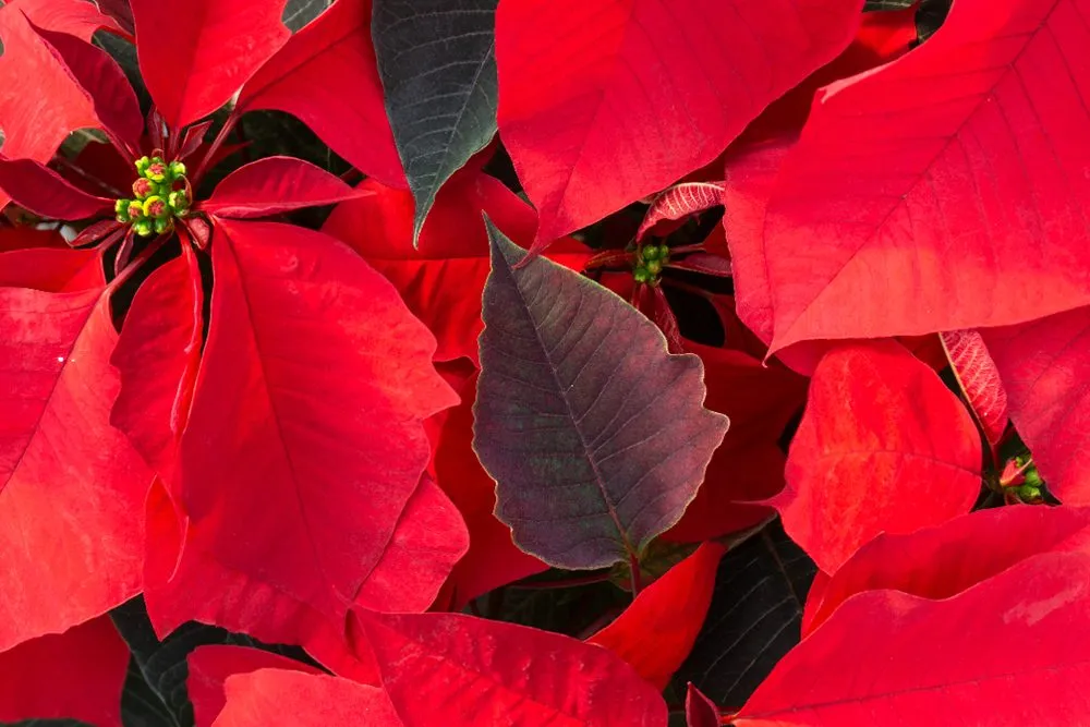 Expert landscape installation for year-round maintenance in Bartlesville, OK by Evans Nursery