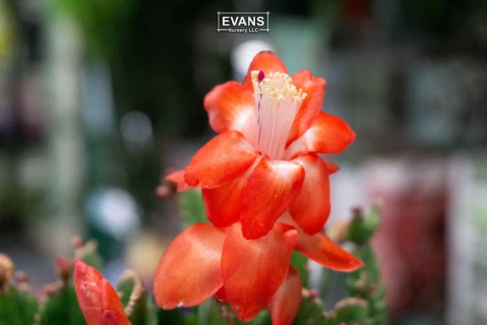 Reliable yard cleanup service experts serving Bartlesville, OK - Evans Nursery