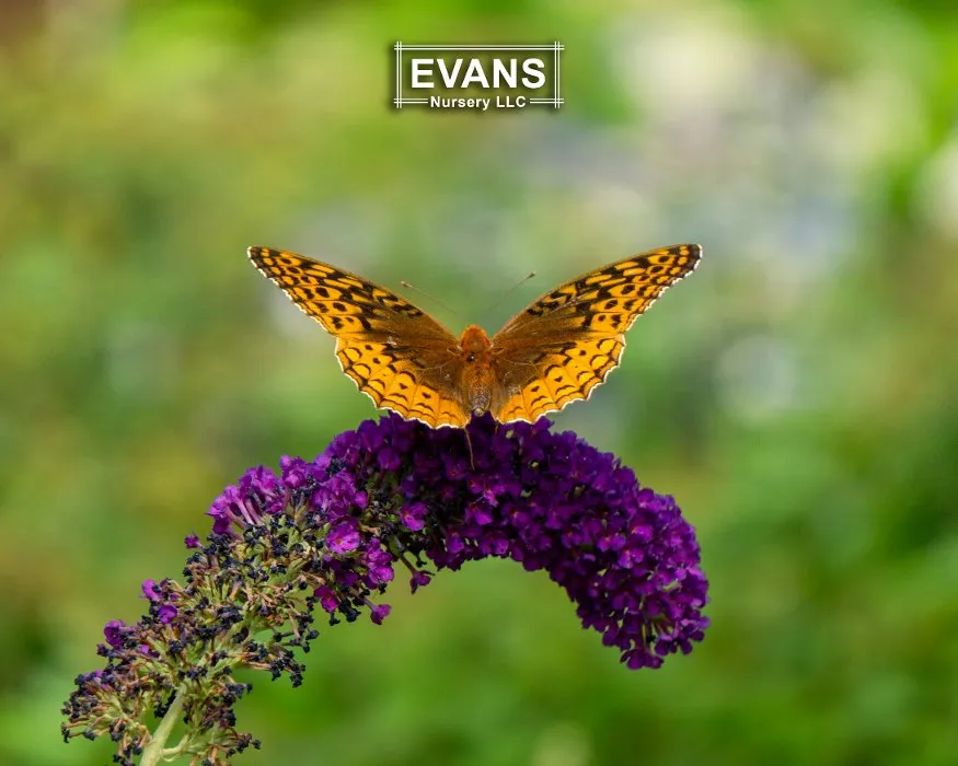 Reliable garden landscaping experts serving Bartlesville, OK - Evans Nursery