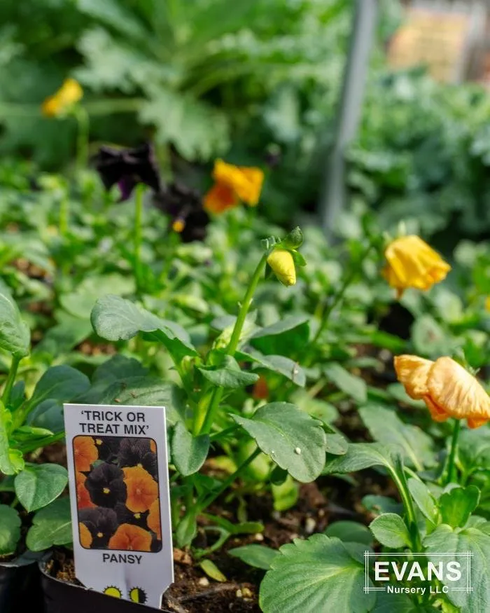 Top-rated landscape installation in Bartlesville, OK - Evans Nursery