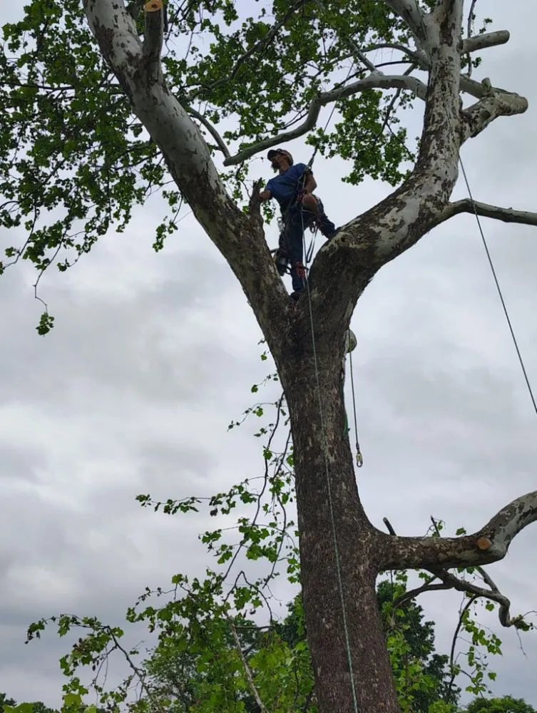 Trusted yard maintenance in Mansfield, MO - Evans Outdoor Solutions