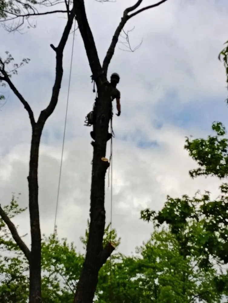 Affordable yard cleanup service experts serving Mansfield, MO - Evans Outdoor Solutions