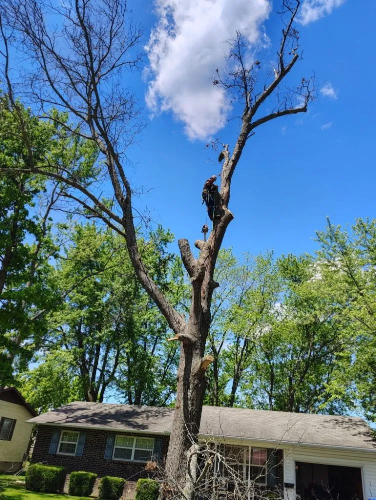 Professional landscaping services in Mansfield, MO by Evans Outdoor Solutions