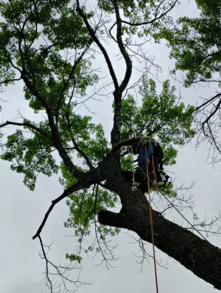 Trusted landscape design for beautiful yards in Mansfield, MO by Evans Outdoor Solutions