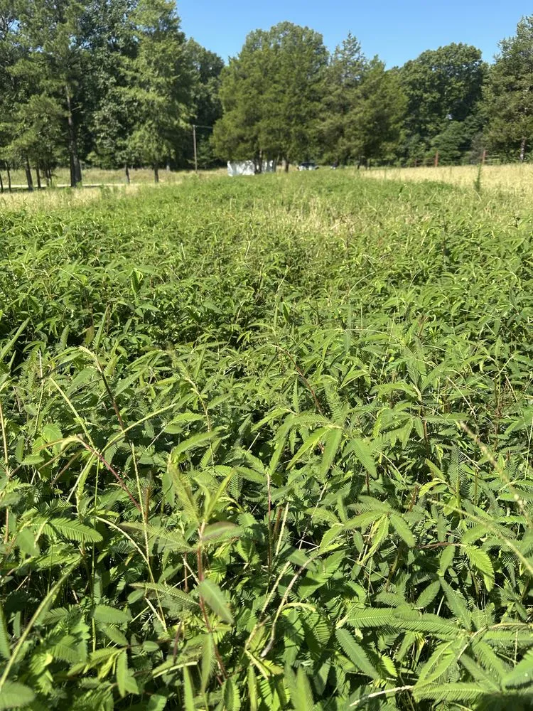 Professional lawn care service near you in Yazoo City, MS by Evans Tractor Service