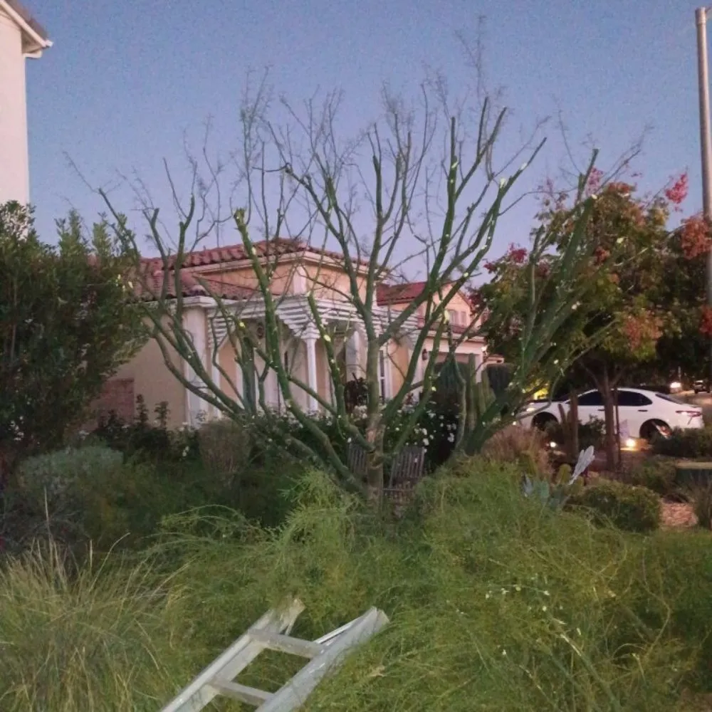 Top-rated landscape design in Menifee, CA by Evaristo Landscaping & Gardening Services