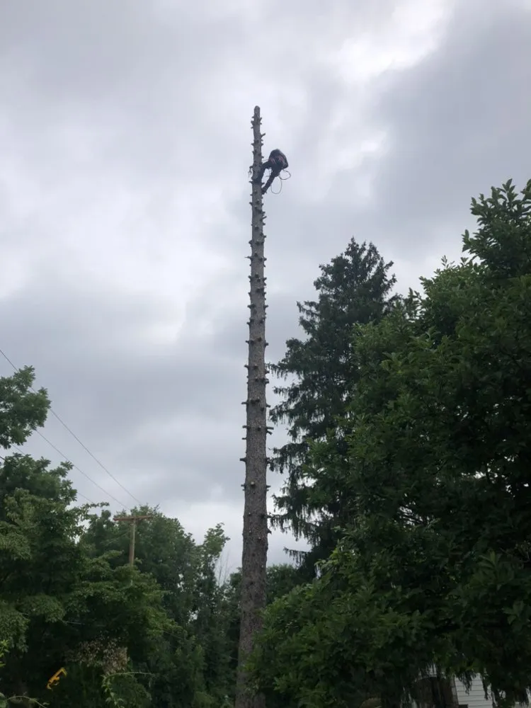 Reliable yard cleanup service for outdoor upgrades in Hamilton, NJ by Ever & C Landscaping Services