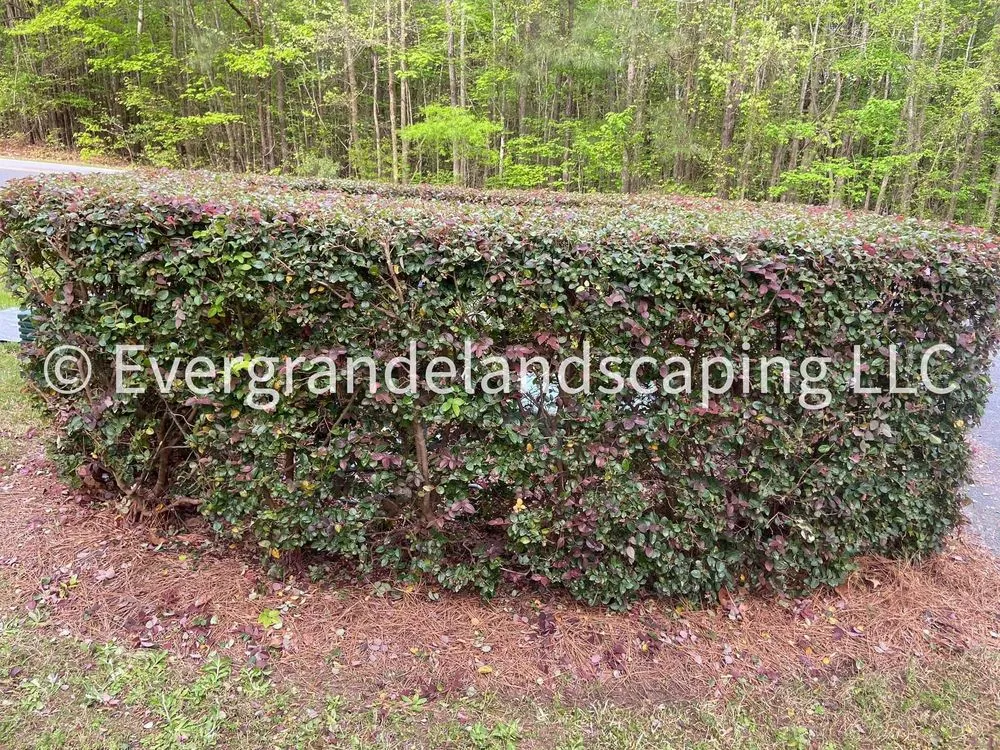 Expert lawn mowing service in Wilson, NC - Ever Grande Landscaping