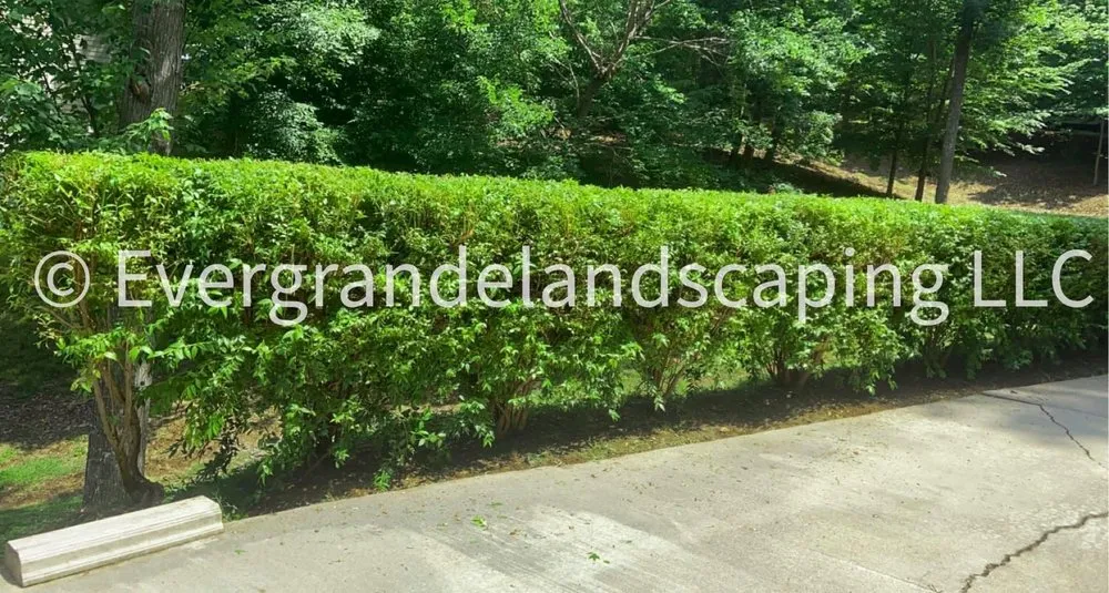 Custom yard cleanup service with custom design across Wilson, NC - Ever Grande Landscaping