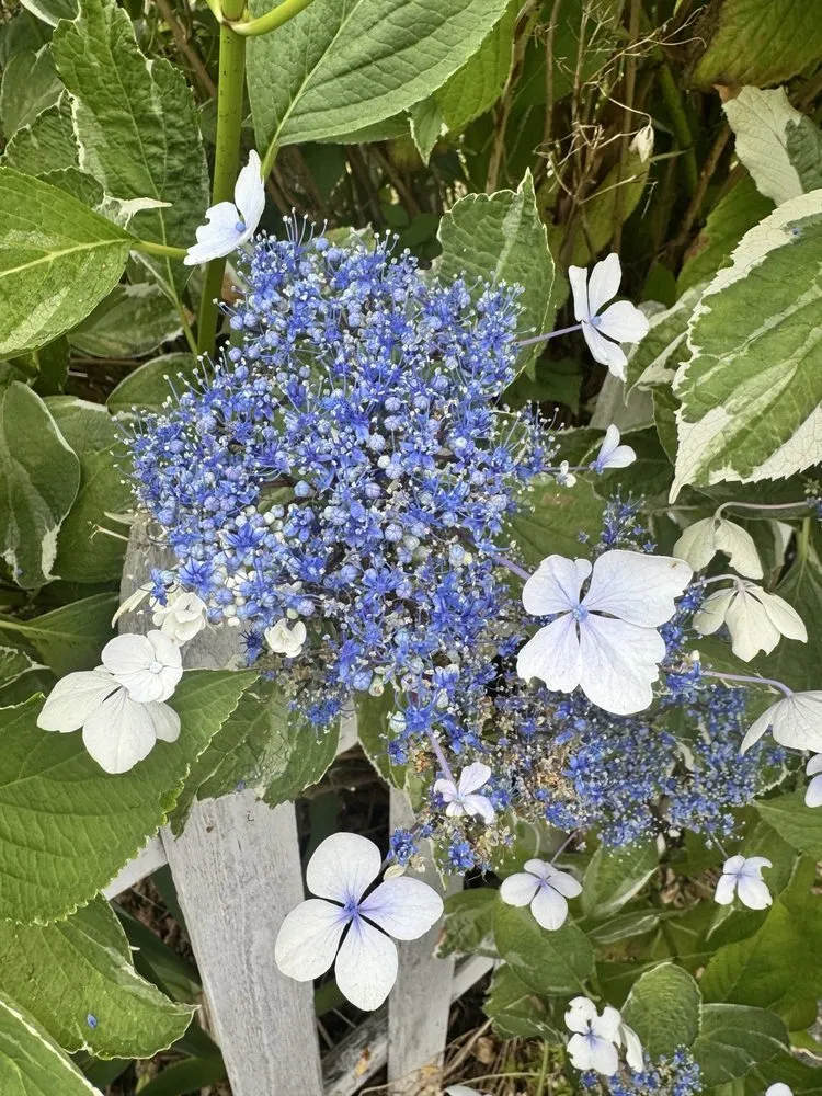 Top-rated lawn care service in Everett, WA - Ever-Green Landscaping