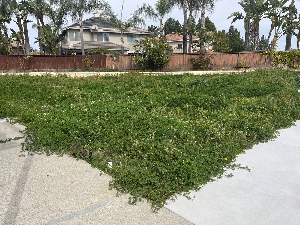 Expert landscape design with custom design in San Diego, CA by Ever Green Landscaping