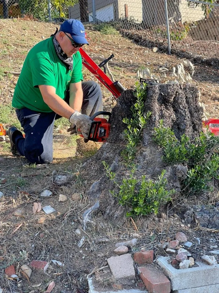 Trusted landscape design for year-round maintenance across San Diego, CA - Ever Green Landscaping