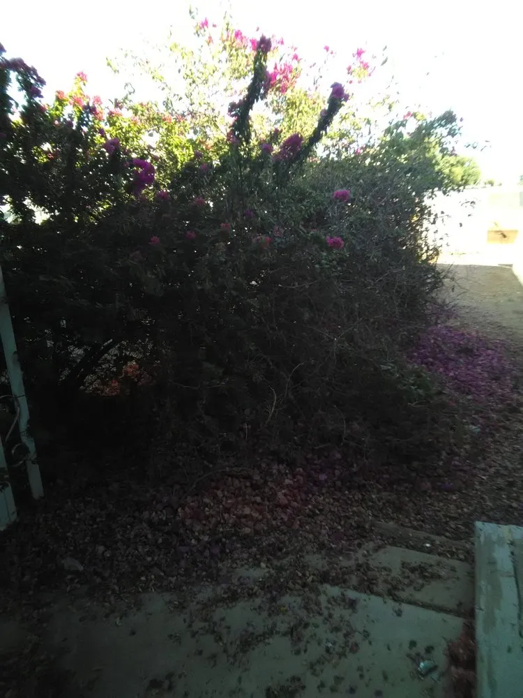 Custom landscape installation in Mesa, AZ - Ever Green Landscaping Services