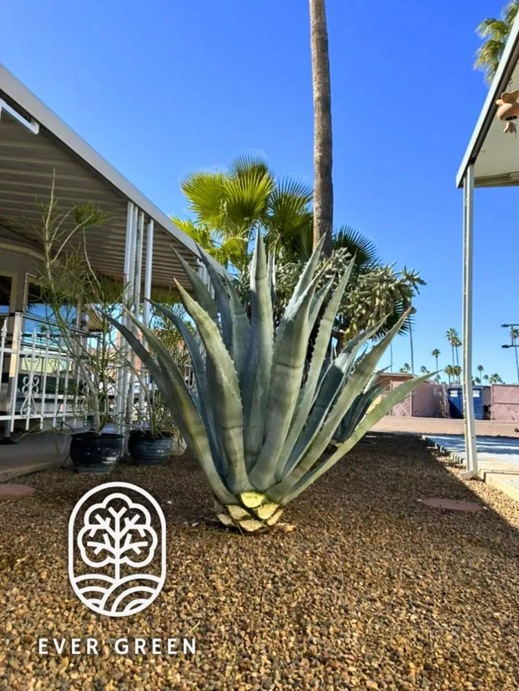 Reliable lawn mowing service experts serving Mesa, AZ - Ever Green Landscaping Services