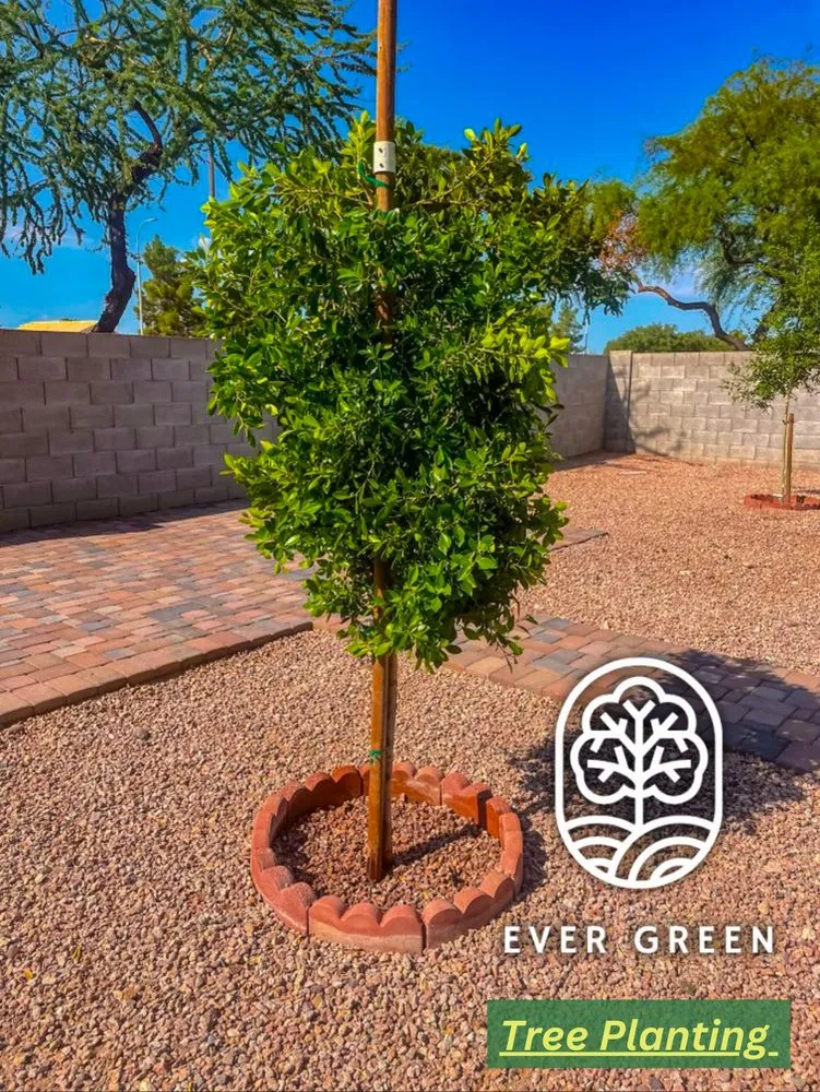 Local garden landscaping with custom design in Mesa, AZ by Ever Green Landscaping Services