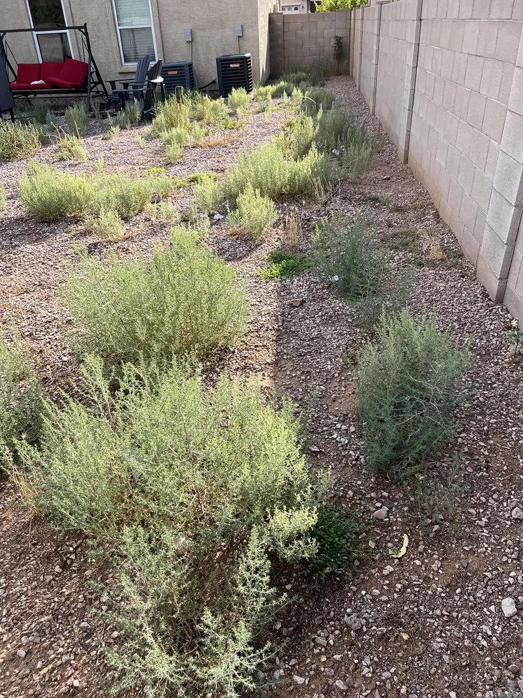 Trusted yard maintenance in Tucson, AZ - Ever Green Solution Az