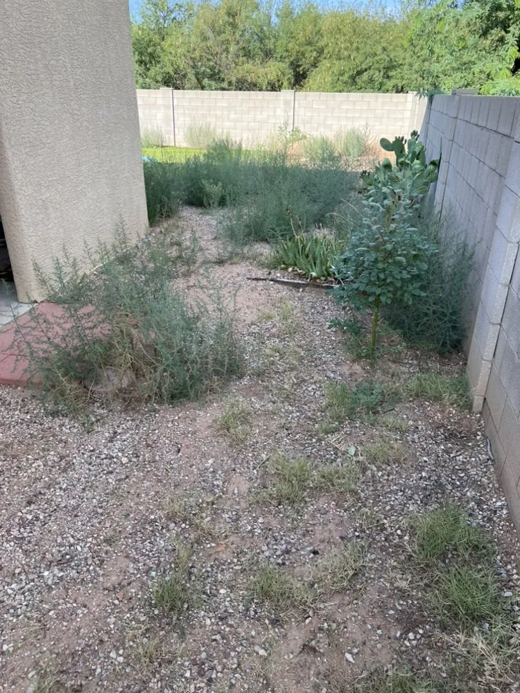 Expert landscape design with custom design in Tucson, AZ by Ever Green Solution Az