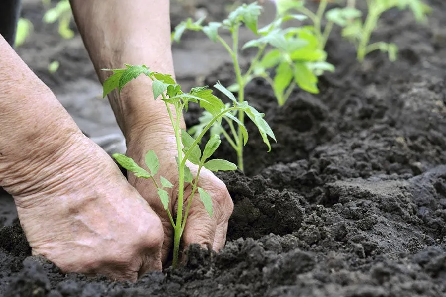 Professional lawn care service for homes across Aurora, IL - Ever Green Tree Services & Landscaping