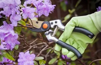 Top-rated landscaping services in Aurora, IL by Ever Green Tree Services & Landscaping